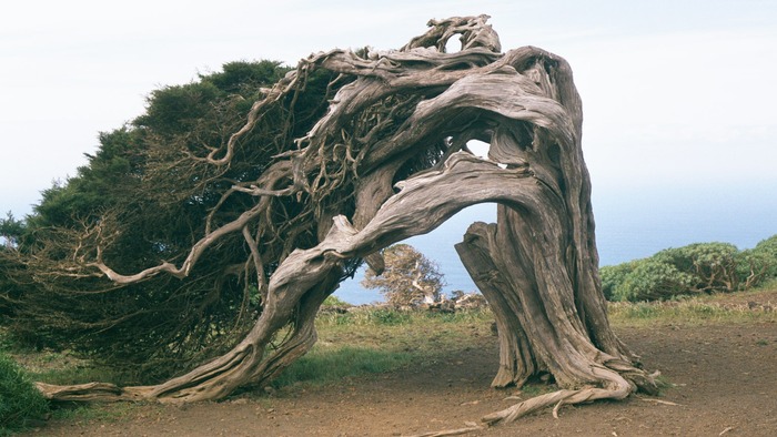 "Sabina" en El Sabinar, El Hierro, Islas canarias (España)